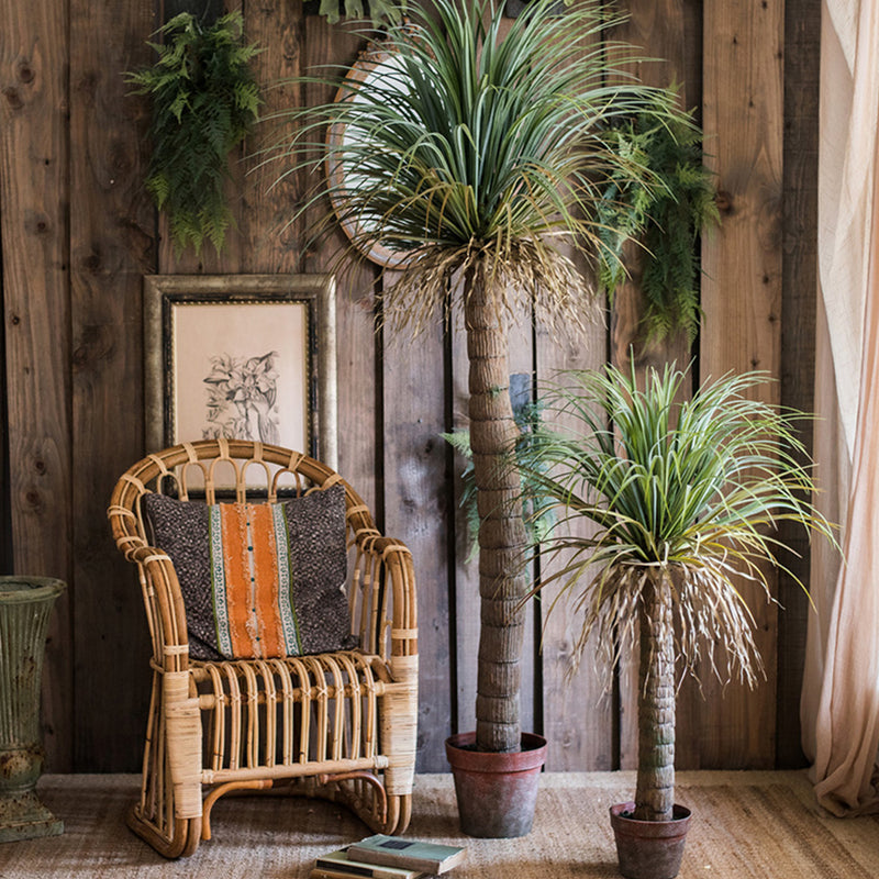 モロッコ 竜舌蘭 緑 盆栽 大サイズ 植物 熱帯植物 設計感 カーテン