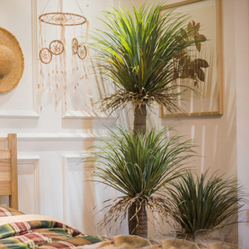 モロッコ 竜舌蘭 緑 盆栽 大サイズ 植物 熱帯植物 設計感 カーテン